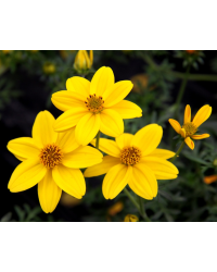 Bidens Ferulifolia Solaire Horizon