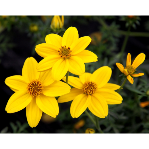 Bidens Ferulifolia Solaire Horizon