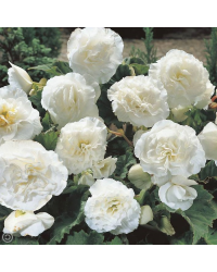 Begonia Tubereux Nonstop White