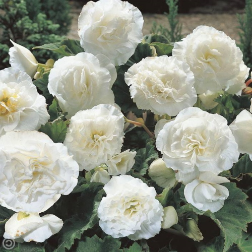 Begonia Tubereux Nonstop White