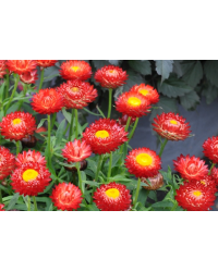 Bracteantha (Immortelle) Sunbrella Red