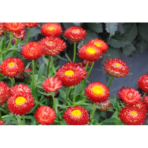 Bracteantha (Immortelle) Sunbrella Red