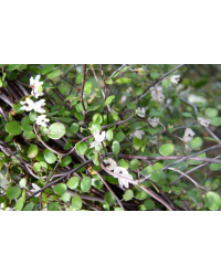 Muehlenbeckia Complexa Cheveux d'Ange