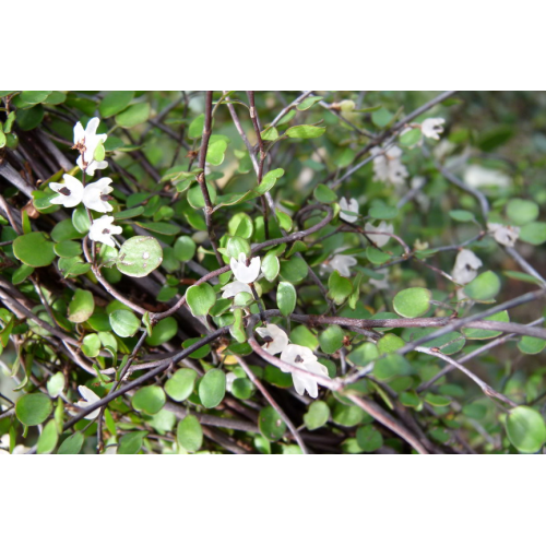 Muehlenbeckia Complexa Cheveux d'Ange