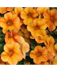 Calibrachoa Aloha Tiki Mango
