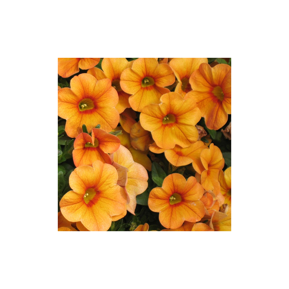 Calibrachoa Aloha Tiki Mango