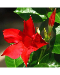 Dipladénia Sanderi Mandevilla rouge