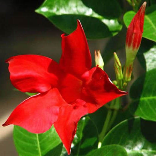 Dipladénia Sanderi Mandevilla rouge