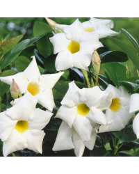 Dipladénia Sanderi Mandevilla blanc