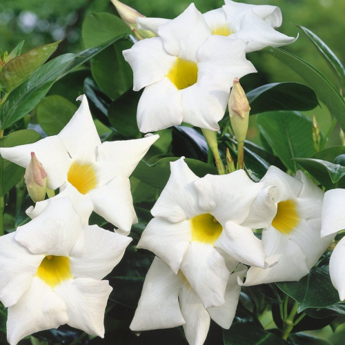 Dipladénia Sanderi Mandevilla blanc