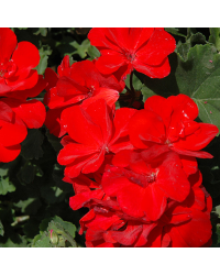 Geranium Droit Savannah Really Red