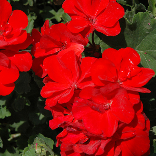 Geranium Droit Savannah Really Red