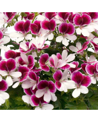 Geranium Droit Angeleyes Bicolor