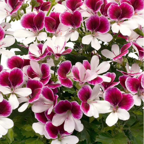 Geranium Droit Angeleyes Bicolor