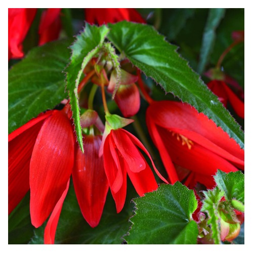 Begonia Boliviensis Santa Cruz