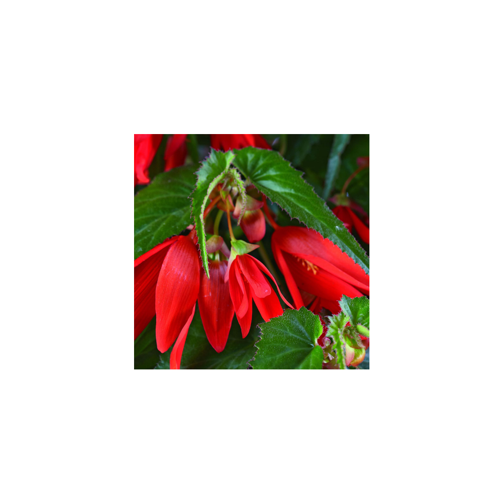 Begonia Boliviensis Santa Cruz