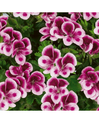 Geranium Droit Angeleyes Randy