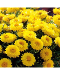 Immortelle jaune Totally Yellow