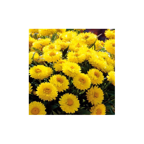 Immortelle jaune Totally Yellow