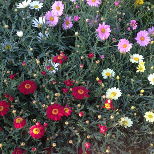 Anthemis Frutescens