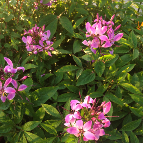 Cleome Clio Magenta