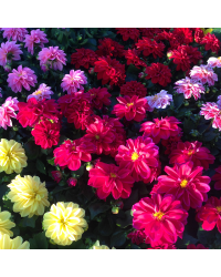 Dahlia Surprise Kelly