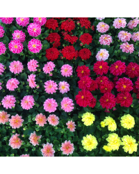 Dahlia Surprise Kelly