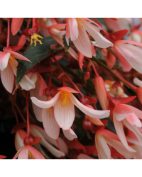 Begonia boliviensis million kiss elegance