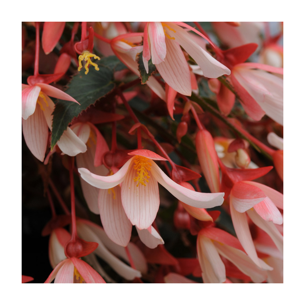 Begonia boliviensis million kiss elegance