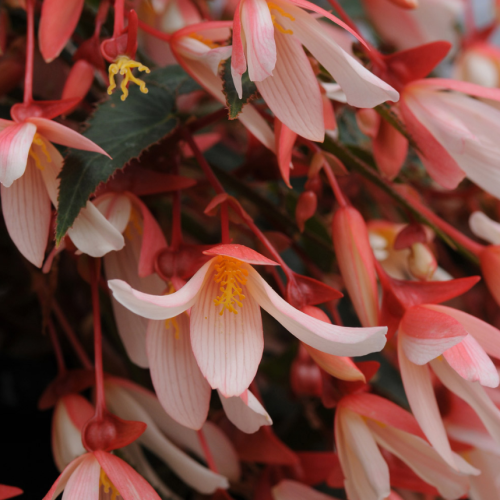 Begonia boliviensis million kiss elegance