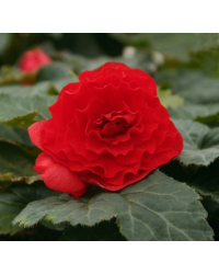Begonia Tubereux Nonstop rouge
