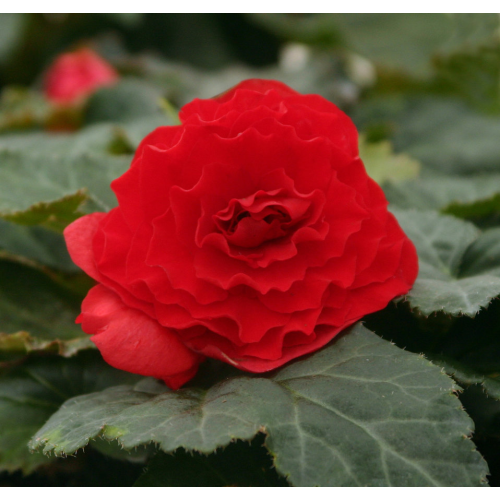 Begonia Tubereux Nonstop rouge