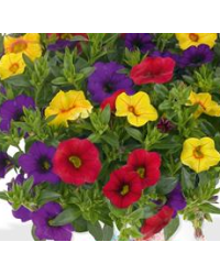Calibrachoa Hawaiian Hilo 2015