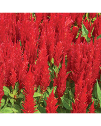 Celosie plumeuse fresh look red rouge
