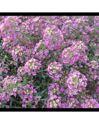 Alysse Stream Raspberry