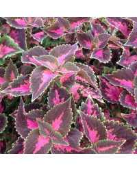 Coleus Fifth Avenue