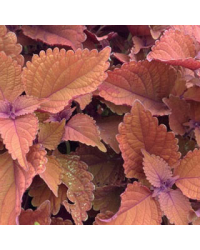 Coleus Wall Street