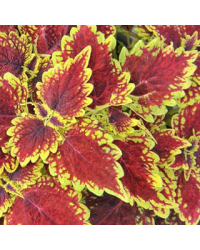 Coleus Oxford Street