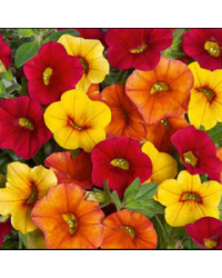 Petunia Confetti Garden Hawaiian Summer