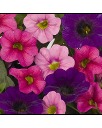 Petunia Confetti Garden Kona Hawaiian Flamingo
