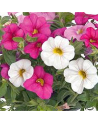 Petunia Confetti Garden Hawaiian Pink Fusion