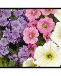 Petunia Confetti Garden Hunny Bunny