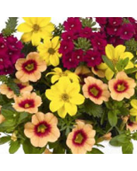 Petunia Confetti Garden Hula Hoopla