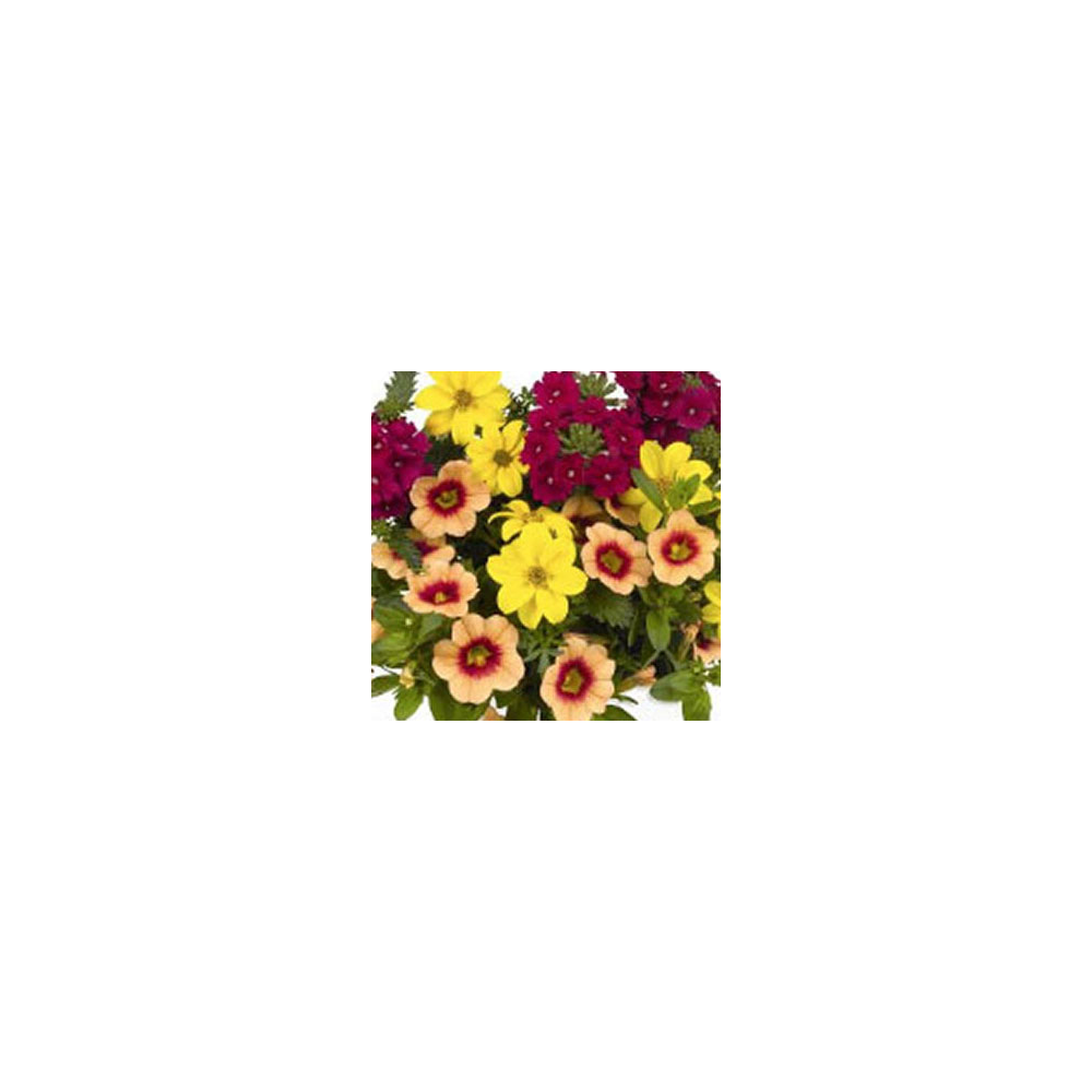 Petunia Confetti Garden Hula Hoopla