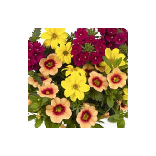 Petunia Confetti Garden Hula Hoopla