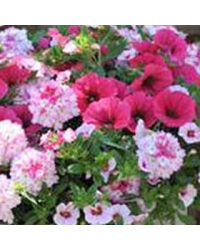 Petunia Confetti Garden Shocking Pink