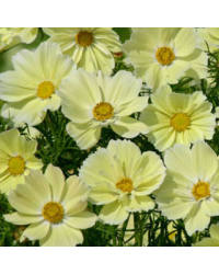 Cosmos Xanthos Yellow