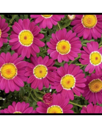 Anthemis Angelic Burgundy