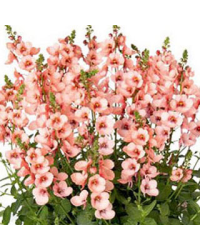 Diascia Mydarlin Peach