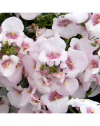 Diascia Flying Appleblossom